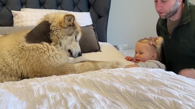 Adorable Baby Girl Tries To Convince Sulking Dog It's BATH Time! (Cutest Ever!!)