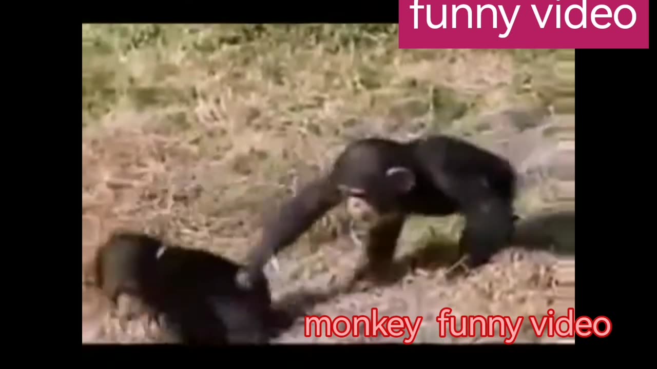 funny video