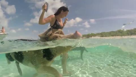 Pig Enjoys Swimming with Mom