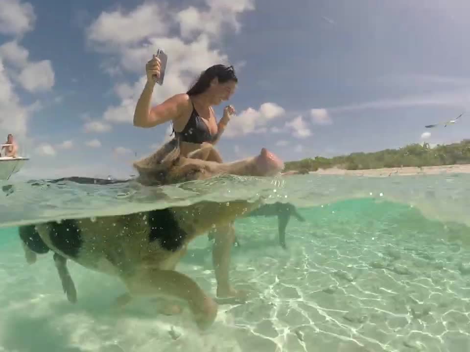 Pig Enjoys Swimming with Mom