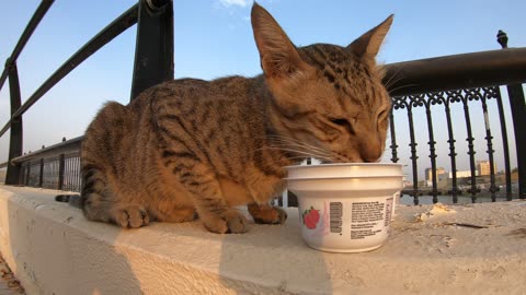 MICHAEL JACKSON - Homeless cat in Ras Al Khaimah, UAE #cat #cats #MichaelJackson #emirates #ae #UAE