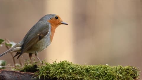 Nature relaxing video