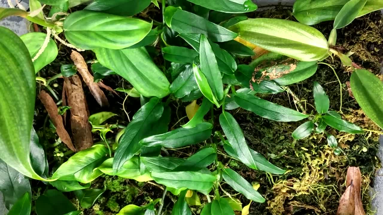 Three types of lights I use to grow plants. (One might surprise you!)