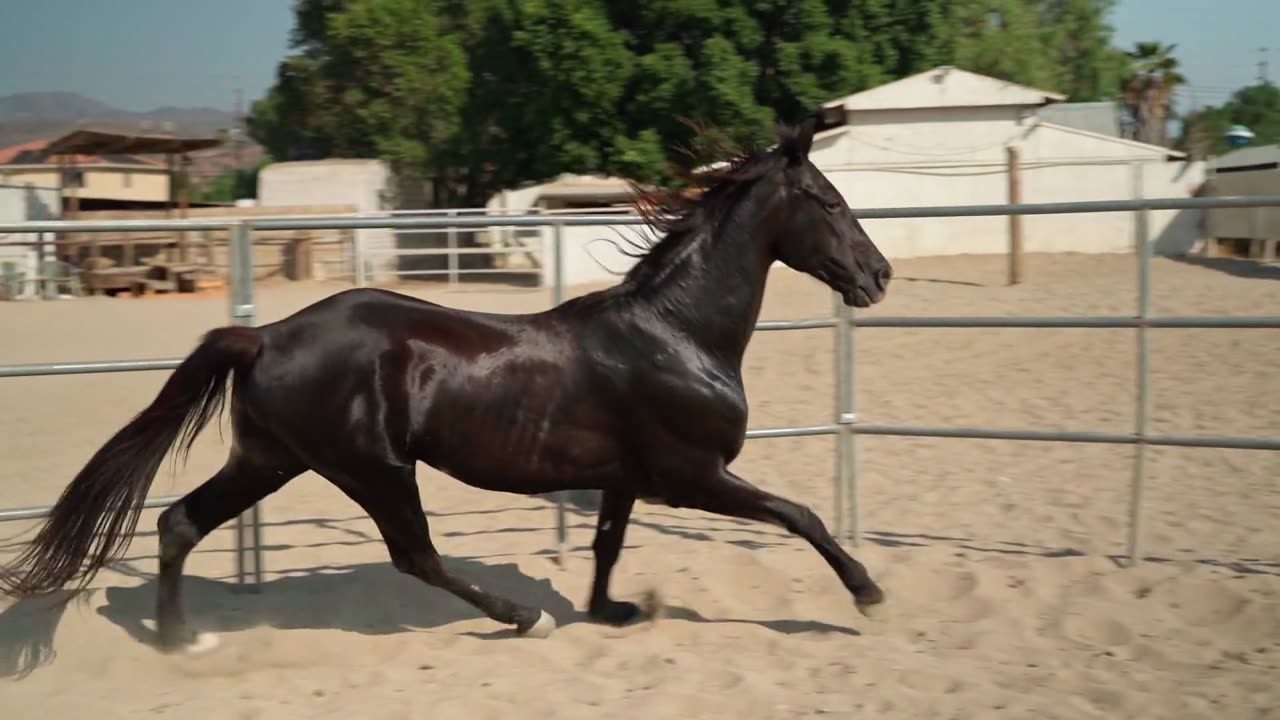 Horse Running #horselife #horse #horseaddict #horselove #horselover
