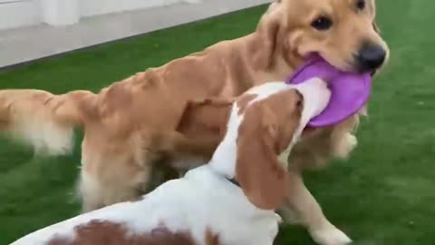 The Golden retriever doesn't want to share his toys with his puppy friends