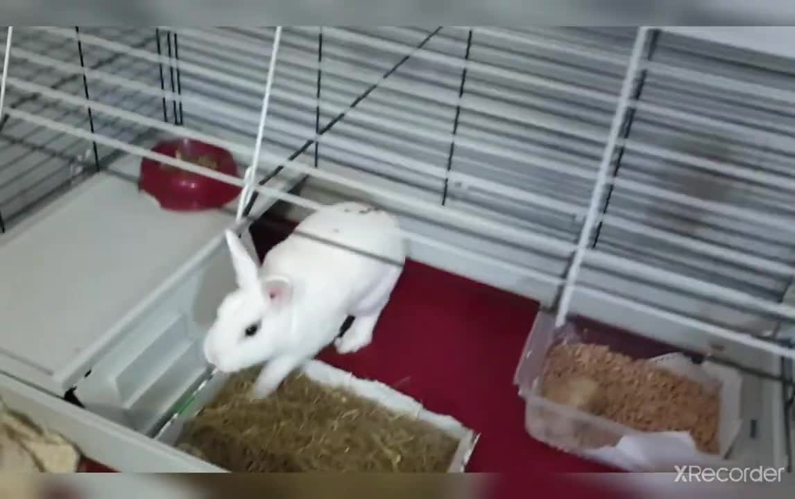 Razmišljate da kupite kunića Pogledajte što vam je potrebno kako bi ga imali