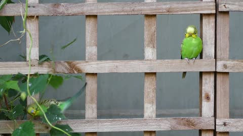 A pair of beautiful parrot