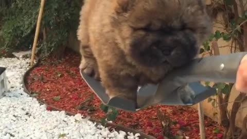 Puppy goes for adorable shovel ride