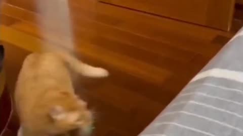 Funny and hilarious cat 🐱 !!!! Cute cat