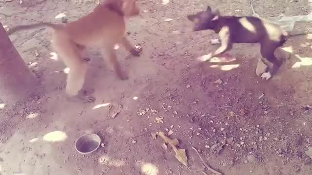 A dog loses his mind because of a monkey~ I dare you if you catch yourself laughing