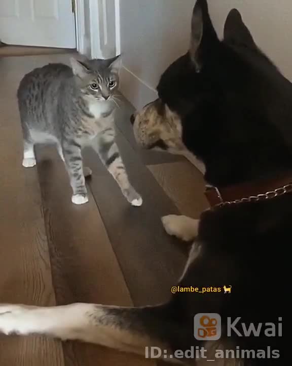 o gato vs cachorro valentao