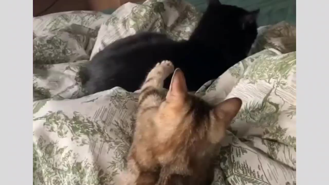 Cats being Cats 🐈 😻 🐈‍⬛️