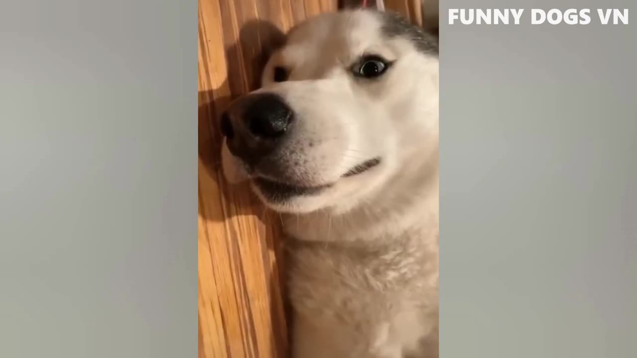 Funniest Animals Videos 2023 😍 Funniest Dogs And Cats 🐱🐶