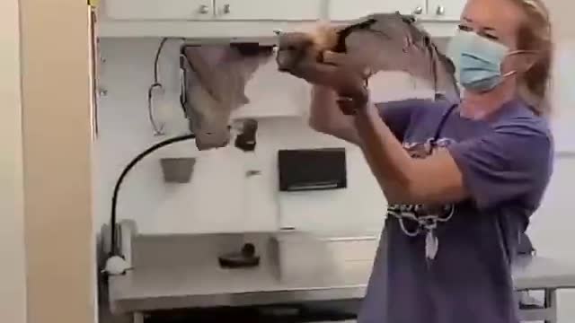 This is an old bat that can't fly. Its owner makes memories of flying