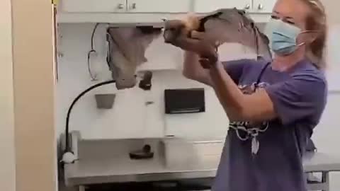 This is an old bat that can't fly. Its owner makes memories of flying