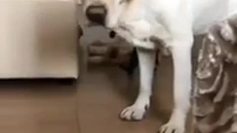 Funny Dogs