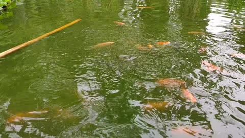 Feeding the Red Koi Goldfish in the Pond