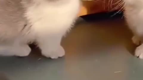 Sweet babies kittens
