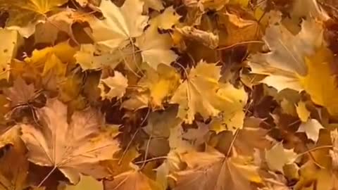 Crisp autumn leaves yellow yellow