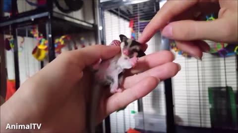 Funny SUGAR GLIDERS CUTE Compilation