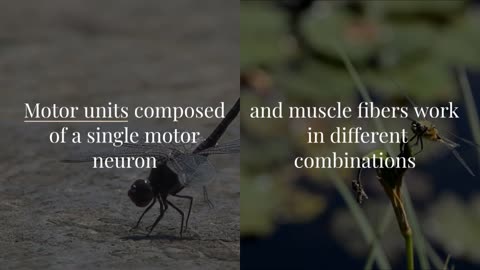 Detailed Wiring Diagram of Fruit Fly Muscles Reveals Unexpected Complexity