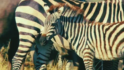 Amazing nature _ run to survive