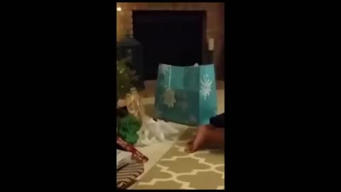 Hilarious Animal Antics: Laugh Out Loud Moments!