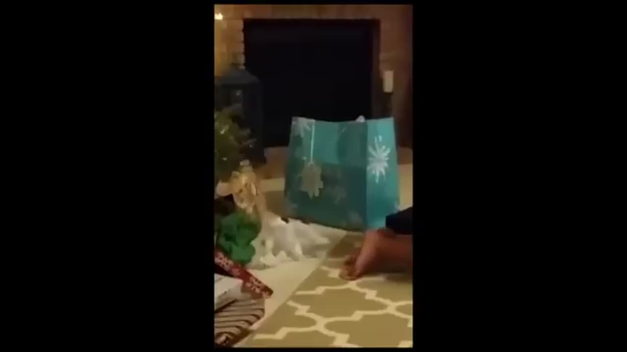 Hilarious Animal Antics: Laugh Out Loud Moments!