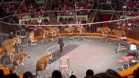"Pawsitively Amazing: The Astounding Skills of Circus Tigers"