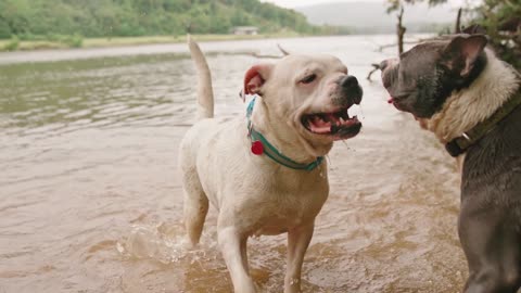 Two Dogs Playing In The River Water