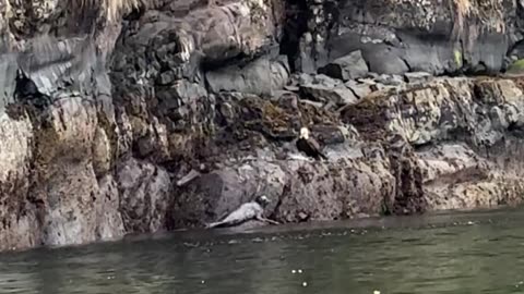Seal Saves Her Pup From Bald Eagle