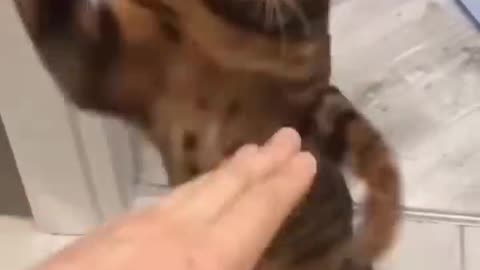 Cat funny video 🤣