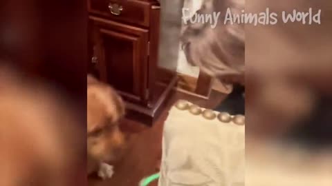 Funny animal
