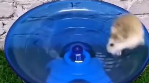 Funny animals doing cute things