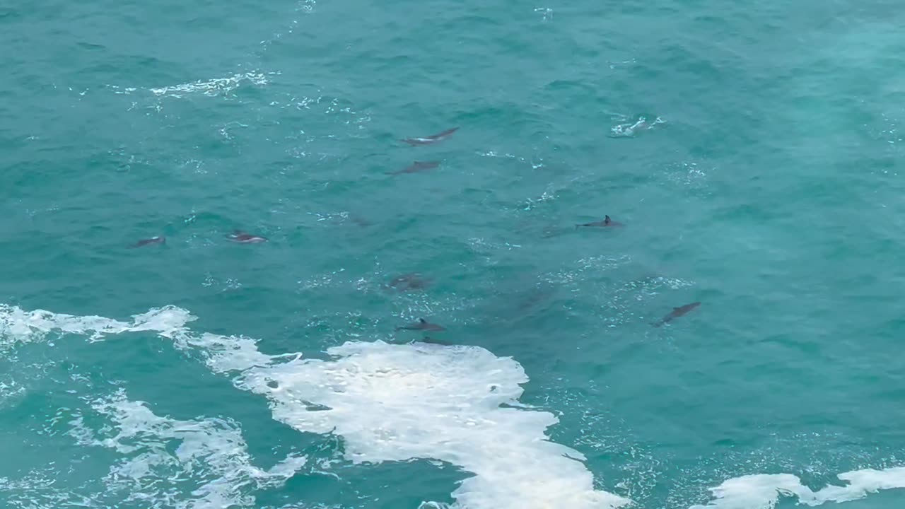 Dolphin Pod Plays At Bunda Cliffs