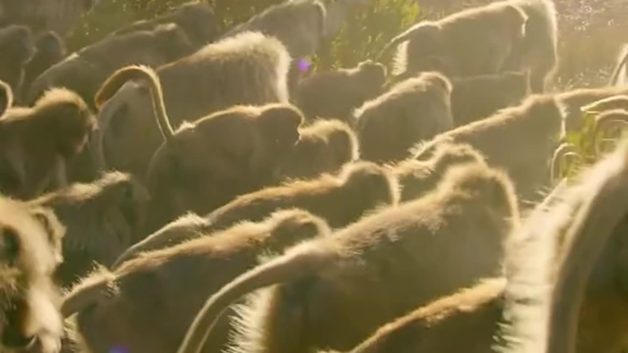 Amazing animal world 23