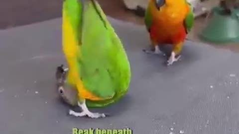 Cute birds