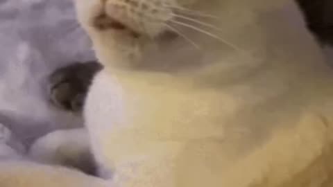 Cute Cat Gif