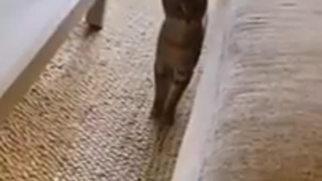 Funny Video