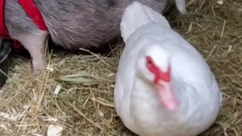 Ark of Grace Sanctuary: NOBLE AND MAISY PART DEUX: RETURN OF THE QUAKER!!