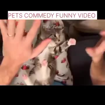 Cat funny video