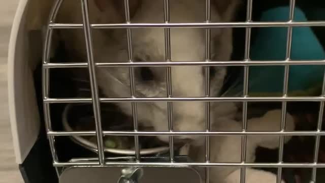 chinchilla was taken to the veterinarian