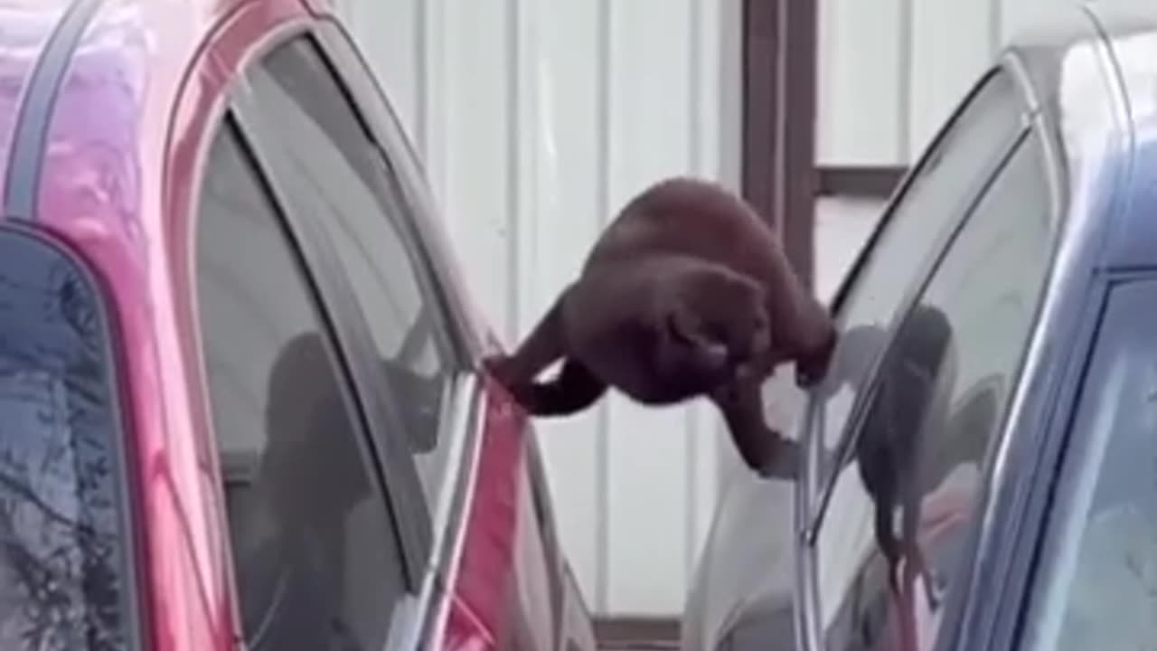 Funny animal Video