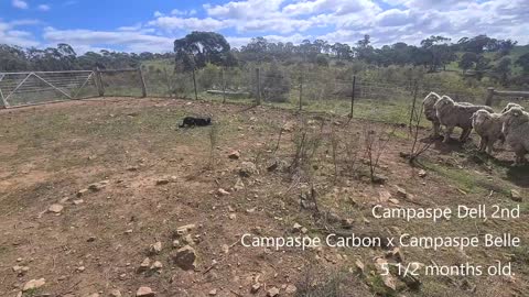 Campaspe Dell 2nd (Campaspe Carbon x Campaspe Belle)