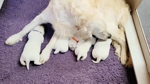 Eva's Litter, 2 Weeks Old