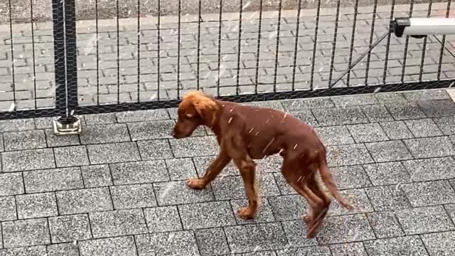 Puppy's First Time Seeing Snow