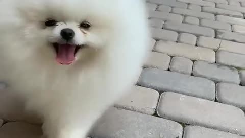 Aww So Cute So Cutest Animal Dog Little Cuties Dog