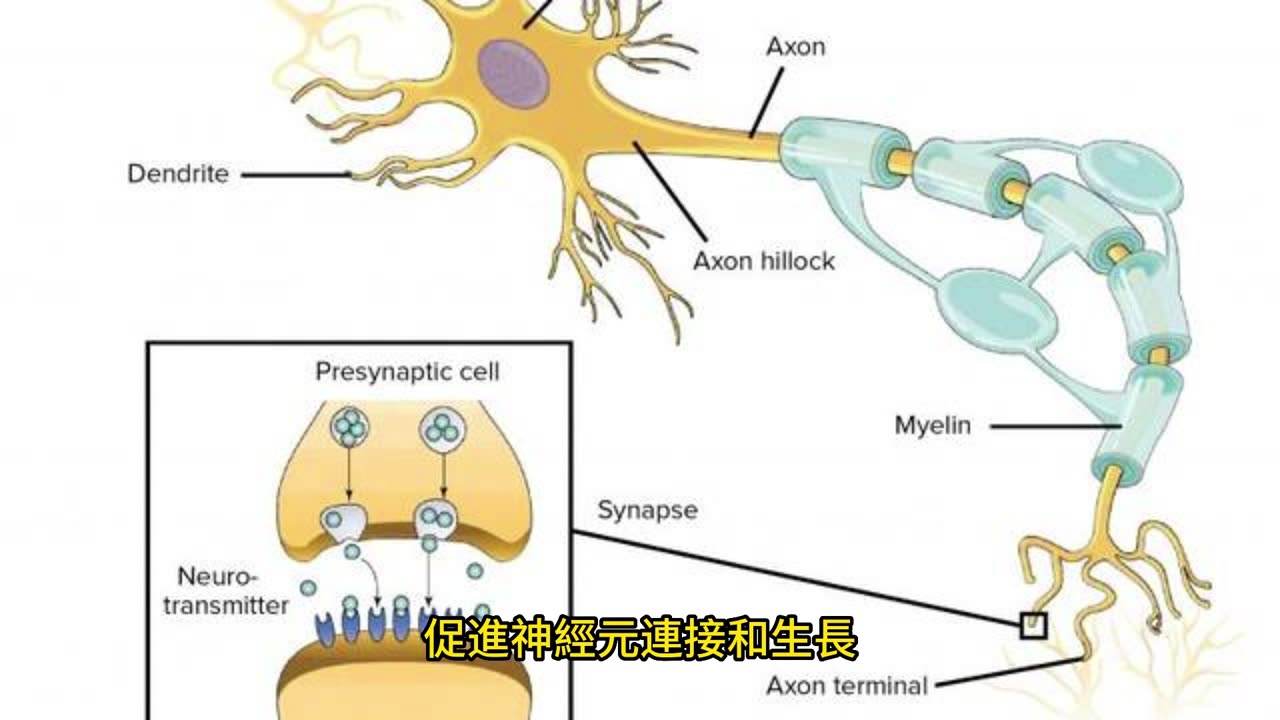蛋白質與Omega-3 防老年痴呆症