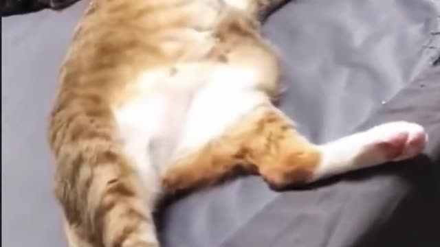 Funny pet cat, let a person happy laugh