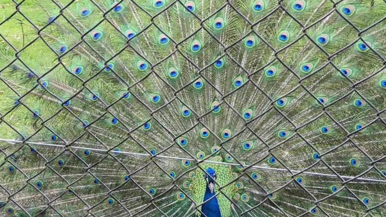 Beautiful display of feathers by peacock